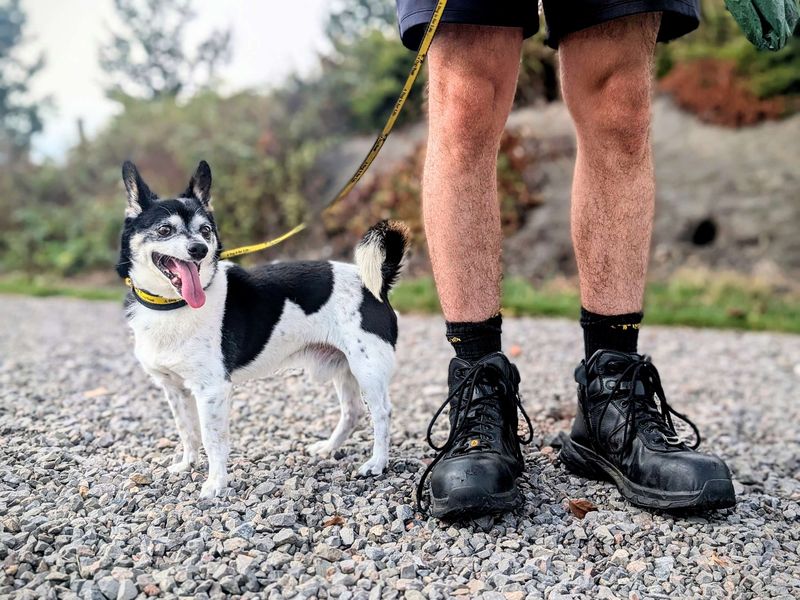 Chihuahua for adoption in Cardiff, Glamorgan – 12 years old