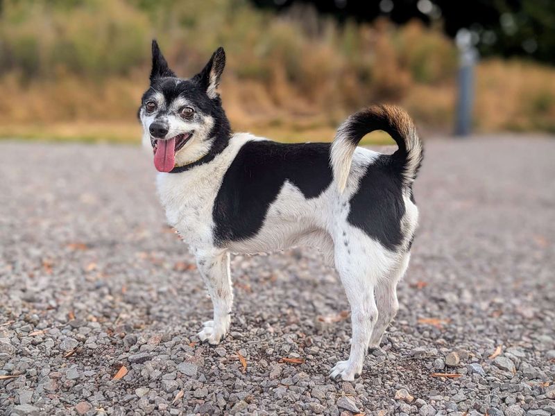 Chihuahua for adoption in Cardiff, Glamorgan – 12 years old - Image 5 of 7