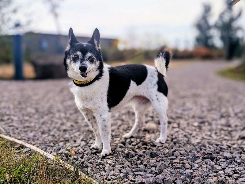 Chihuahua for adoption in Cardiff, Glamorgan – 12 years old - Image 6 of 7