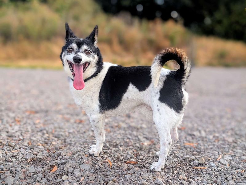 Chihuahua for adoption in Cardiff, Glamorgan – 12 years old - Image 4 of 7