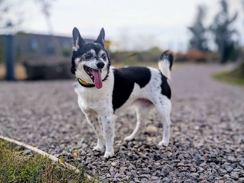 Chihuahua for adoption in Cardiff, Glamorgan – 12 years old - Image 2 of 7