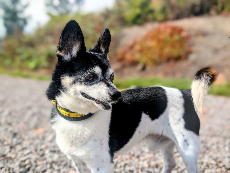 Chihuahua for adoption in Cardiff, Glamorgan – 12 years old - Image 3 of 7