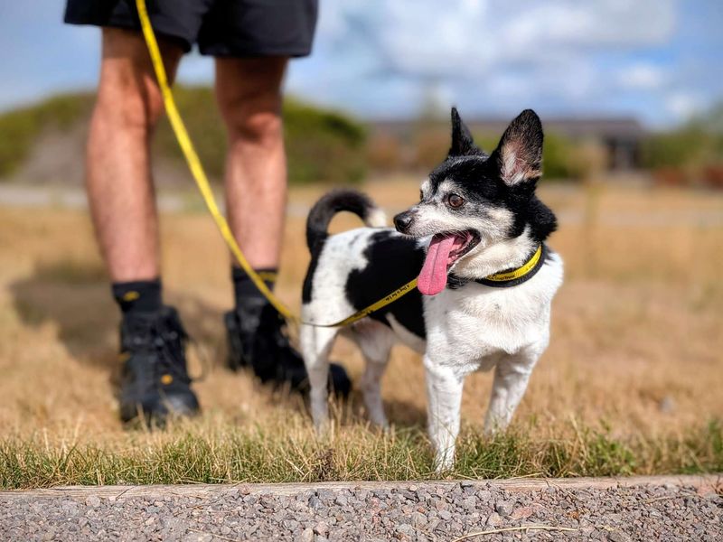 Chihuahua for adoption in Cardiff, Glamorgan – 12 years old - Image 7 of 7