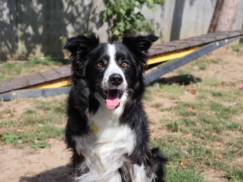 Border Collie for adoption in Sadberge, Co Durham – 10 years old - Image 4 of 4