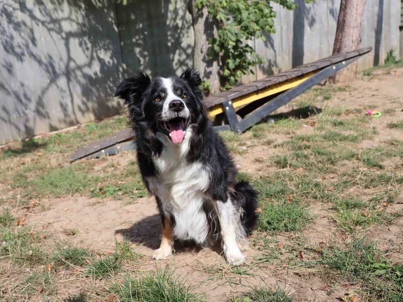 Border Collie for adoption in Sadberge, Co Durham – 10 years old - Image 2 of 4