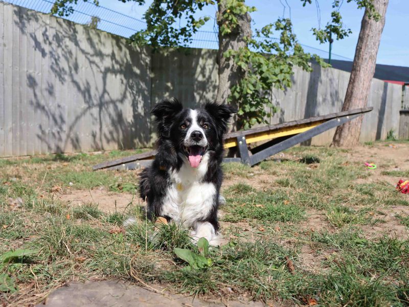 Baz | Collie (Border) | Darlington - 1