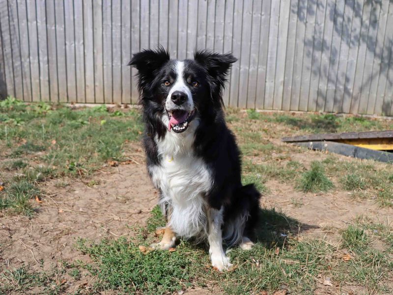 Border Collie for adoption in Sadberge, Co Durham – 10 years old - Image 3 of 4