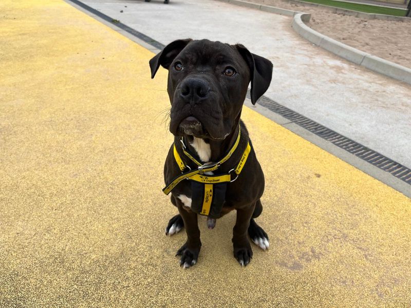 Staffordshire Bull Terrier for adoption in Manchester, Greater Manchester – 4 months old