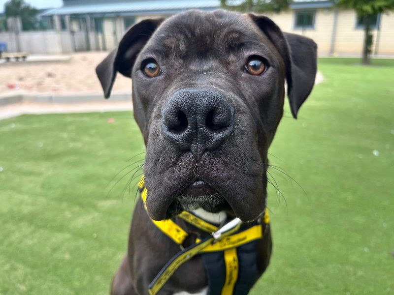 Staffordshire Bull Terrier for adoption in Manchester, Greater Manchester – 4 months old - Image 2 of 2