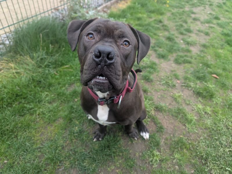 Cane Corso for adoption in Cardiff, Glamorgan – 6 months old
