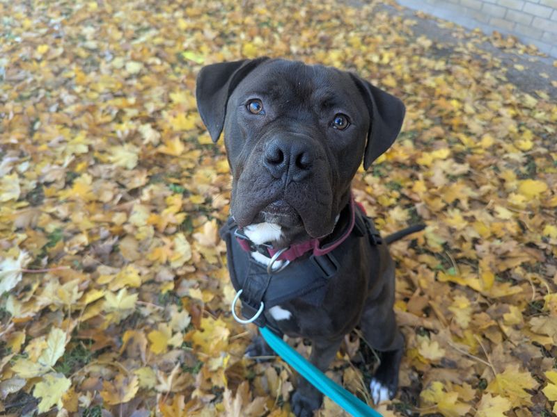 Cane Corso for adoption in Cardiff, Glamorgan – 8 months old - Image 3 of 5