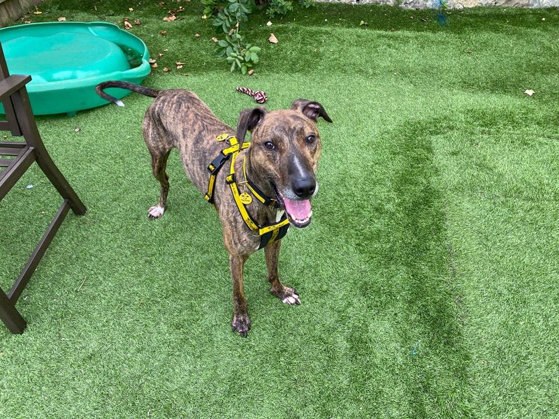 Greyhound for adoption in West Calder, West Lothian – 5 years old