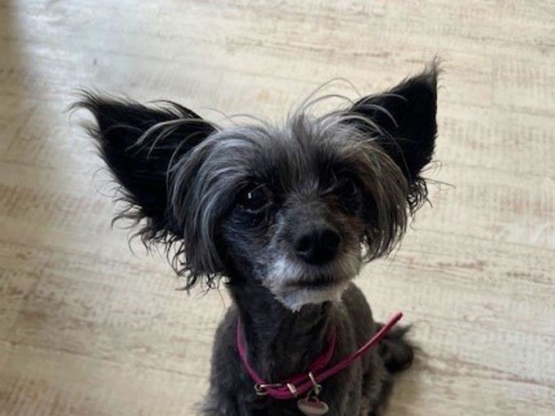 Chihuahua for adoption in Newton Tony, Wiltshire – 8 years old