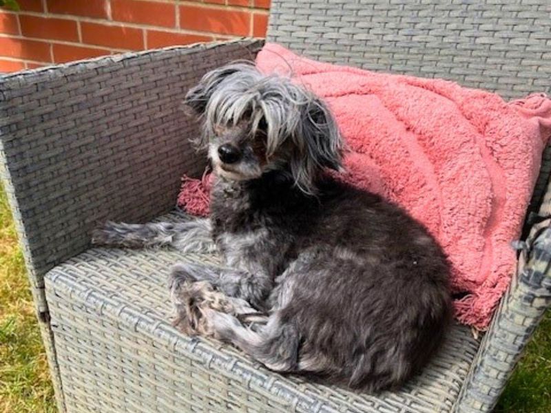 Chihuahua for adoption in Newton Tony, Wiltshire – 8 years old - Image 2 of 2