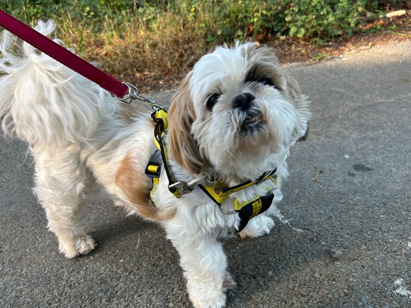 Shih Tzu for adoption in Snetterton, Norfolk – 11 years old