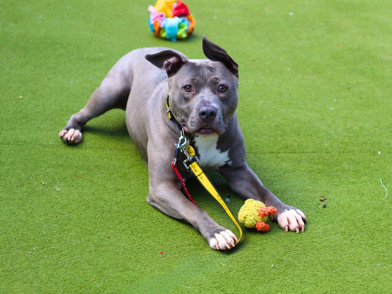 Staffordshire Bull Terrier for adoption in Manchester, Greater Manchester – 1 year old