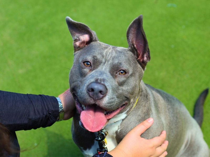 Staffordshire Bull Terrier for adoption in Manchester, Greater Manchester – 1 year old - Image 3 of 7