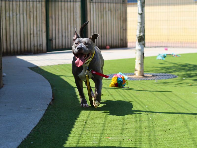 Staffordshire Bull Terrier for adoption in Manchester, Greater Manchester – 1 year old - Image 4 of 7