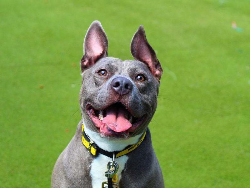 Staffordshire Bull Terrier for adoption in Manchester, Greater Manchester – 1 year old - Image 2 of 7