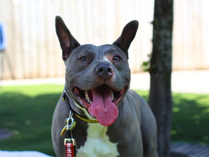 Staffordshire Bull Terrier for adoption in Manchester, Greater Manchester – 1 year old - Image 7 of 7