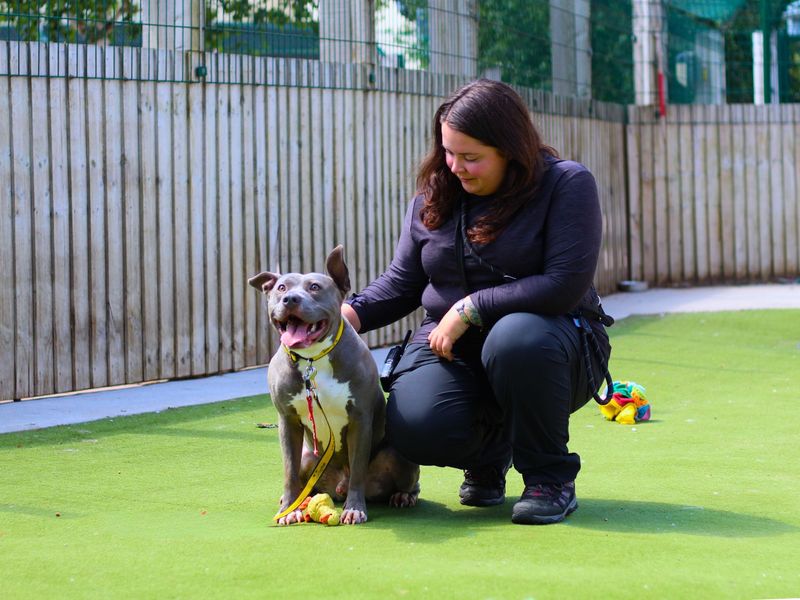 Staffordshire Bull Terrier for adoption in Manchester, Greater Manchester – 1 year old - Image 6 of 7