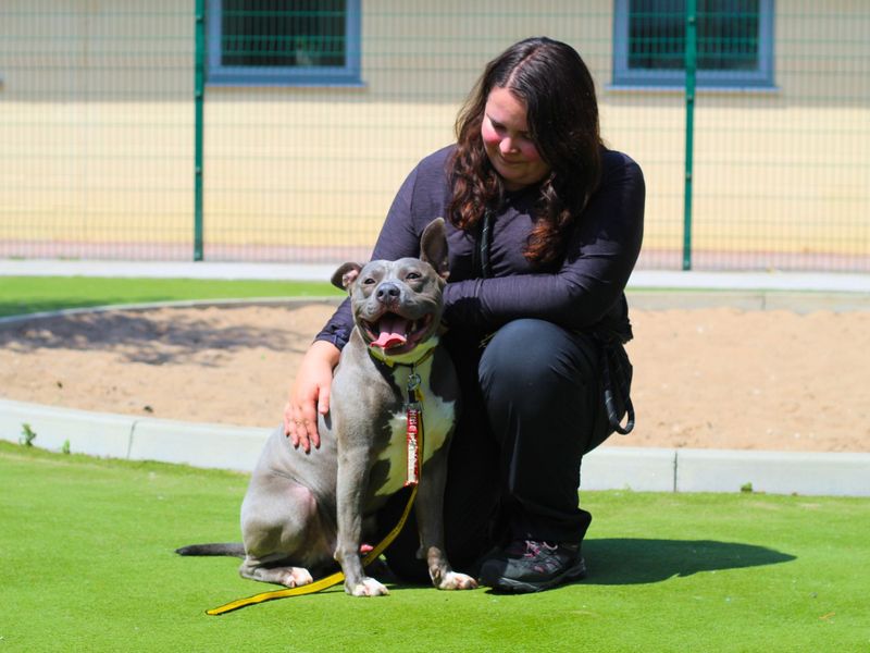Staffordshire Bull Terrier for adoption in Manchester, Greater Manchester – 1 year old - Image 5 of 7