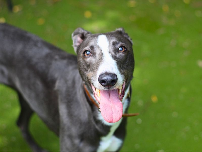 Greyhound for adoption in Manchester, Greater Manchester – 5 years old - Image 1 of 5