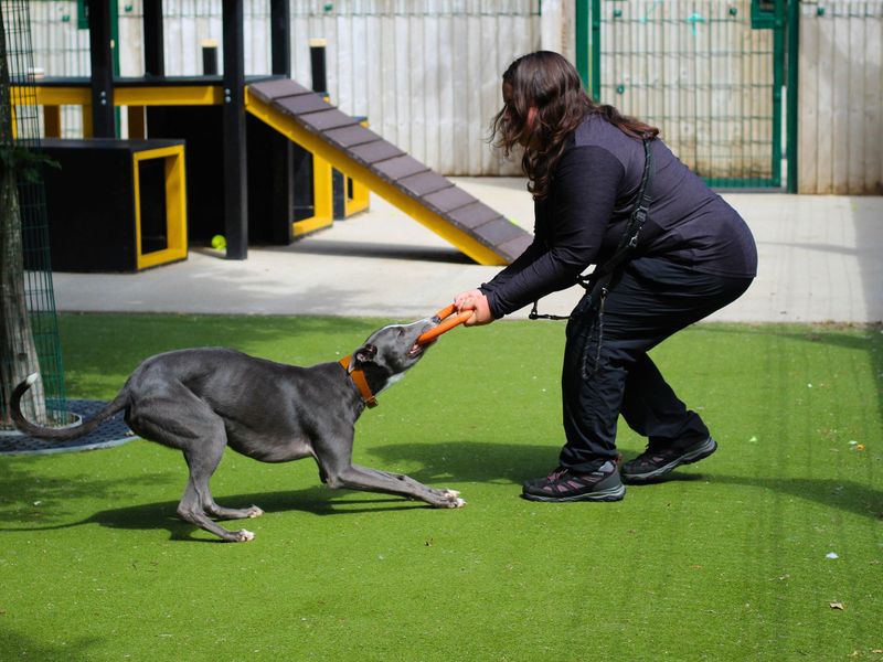 Greyhound for adoption in Manchester, Greater Manchester – 5 years old - Image 5 of 5
