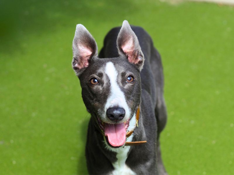 Greyhound for adoption in Manchester, Greater Manchester – 5 years old - Image 4 of 5