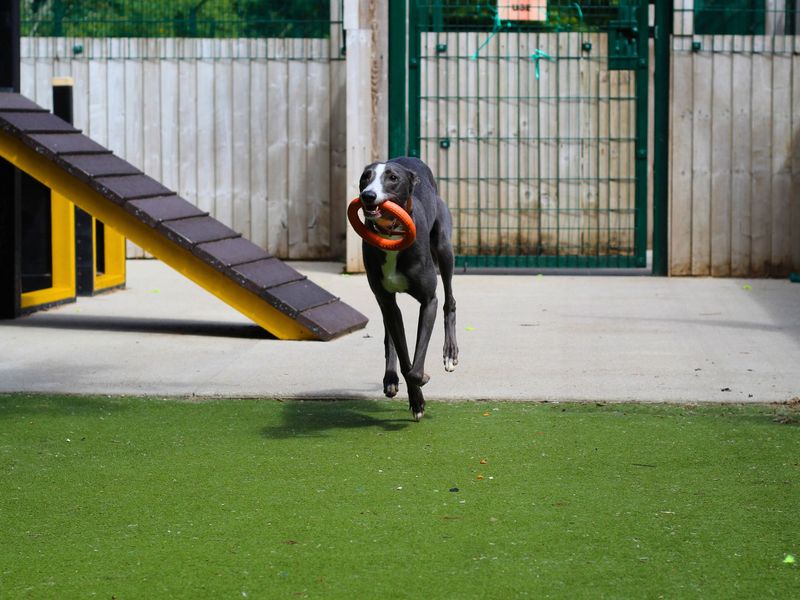 Greyhound for adoption in Manchester, Greater Manchester – 5 years old - Image 2 of 5