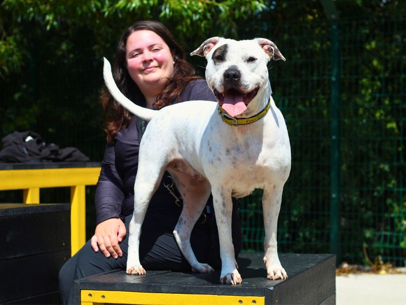 Staffordshire Bull Terrier for adoption in Manchester, Greater Manchester – 4 years old - Image 3 of 4