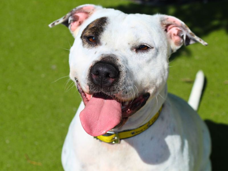 Staffordshire Bull Terrier for adoption in Manchester, Greater Manchester – 4 years old