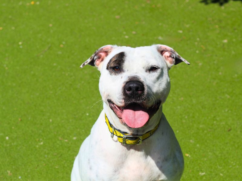Staffordshire Bull Terrier for adoption in Manchester, Greater Manchester – 4 years old - Image 2 of 4