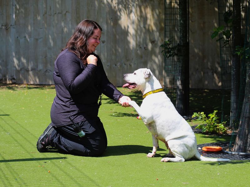 Staffordshire Bull Terrier for adoption in Manchester, Greater Manchester – 4 years old - Image 4 of 4