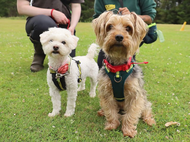 Coco and Pebbles | Terrier (Yorkshire) | Leeds - 1