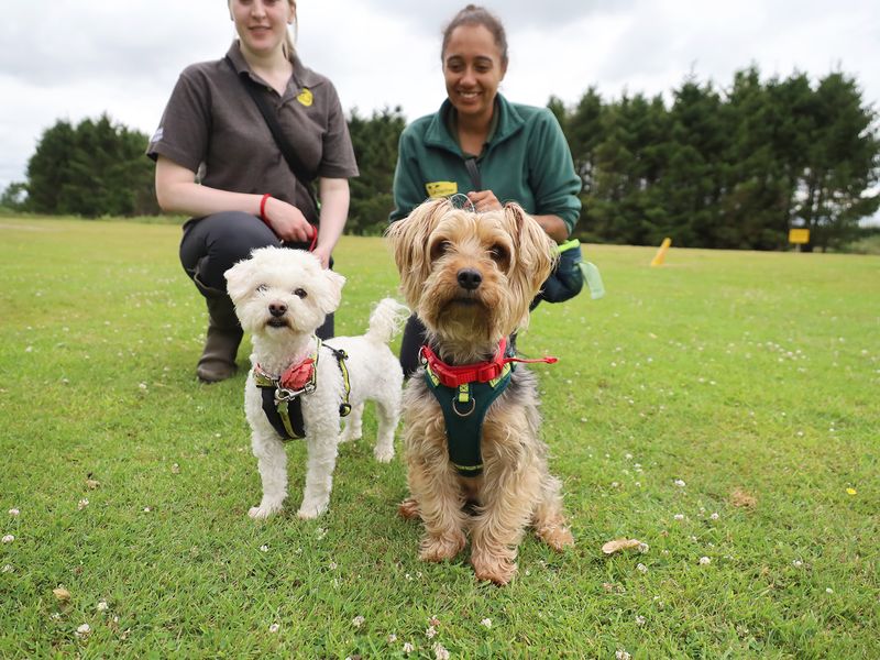 Yorkshire Terrier for adoption in Leeds, Yorkshire – 9 years old - Image 2 of 2