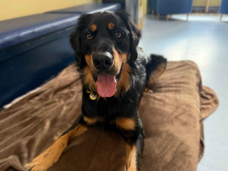 Bailey | Retriever (Golden) Cross | West Calder (Edinburgh) - 7