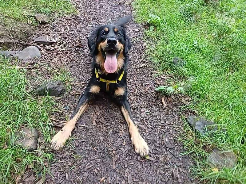 Golden Retriever for adoption in West Calder, West Lothian – 1 year old