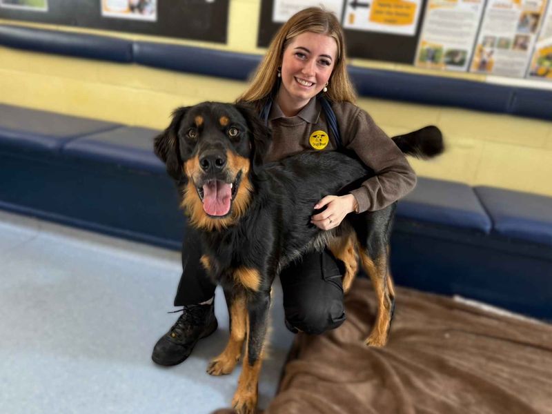 Bailey | Retriever (Golden) Cross | West Calder (Edinburgh) - 2