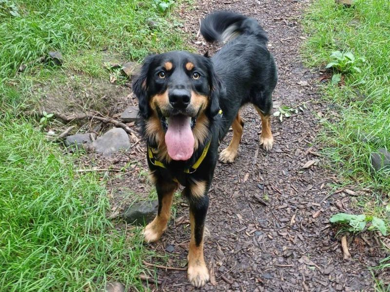Golden Retriever for adoption in West Calder, West Lothian – 1 year old - Image 4 of 4