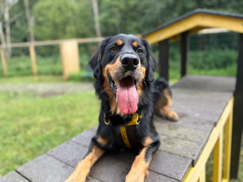 Bailey | Retriever (Golden) Cross | West Calder (Edinburgh) - 1