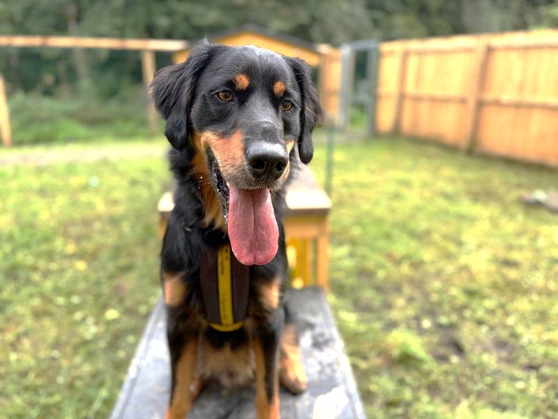 Bailey | Retriever (Golden) Cross | West Calder (Edinburgh) - 4