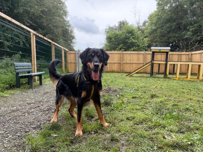 Bailey | Retriever (Golden) Cross | West Calder (Edinburgh) - 5