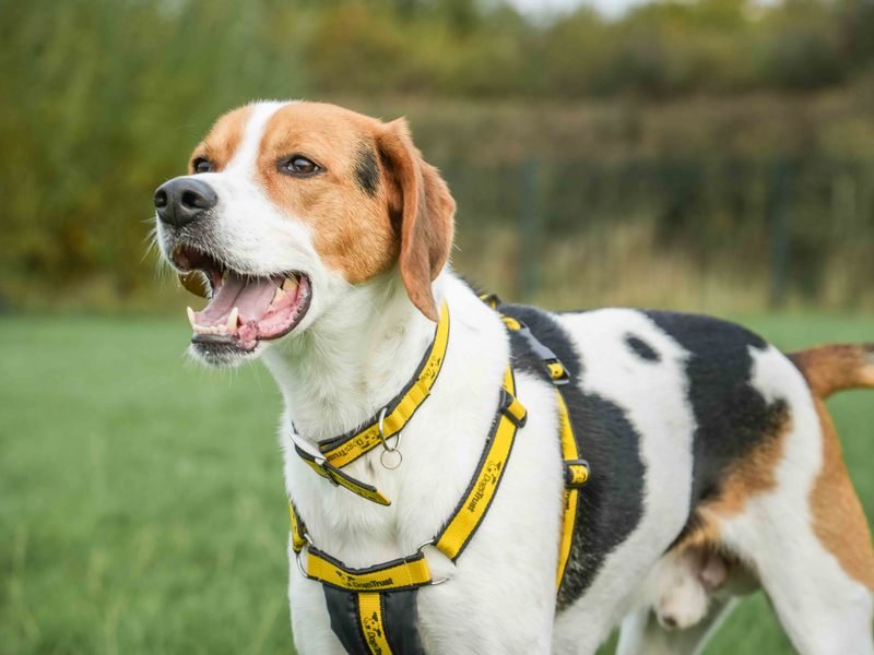 Leo, a 4 years old male Unknown available for adoption from Dogs Trust in Loughborough, Leicestershire