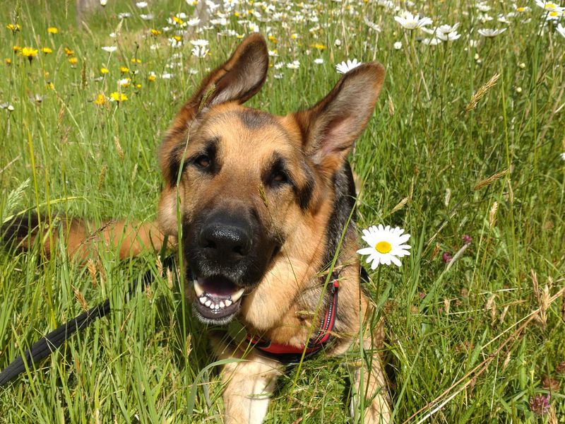 German Shepherd for adoption in Shoreham by Sea, West Sussex – 5 years old - Image 4 of 4