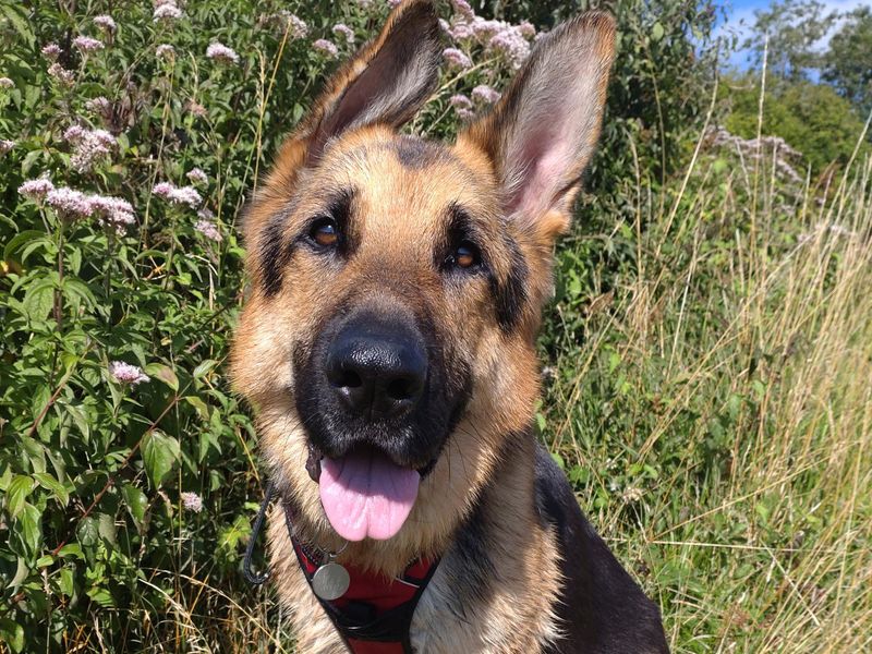 German Shepherd for adoption in Shoreham by Sea, West Sussex – 5 years old