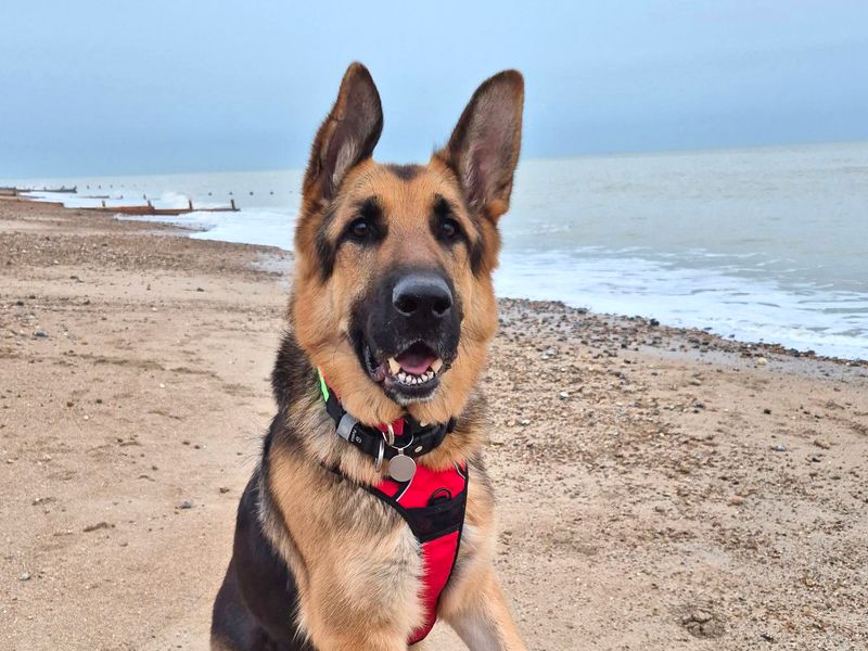 German Shepherd for adoption in Shoreham by Sea, West Sussex – 5 years old - Image 2 of 4