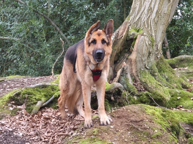 undefined | German Shepherd Dog | undefined - 3