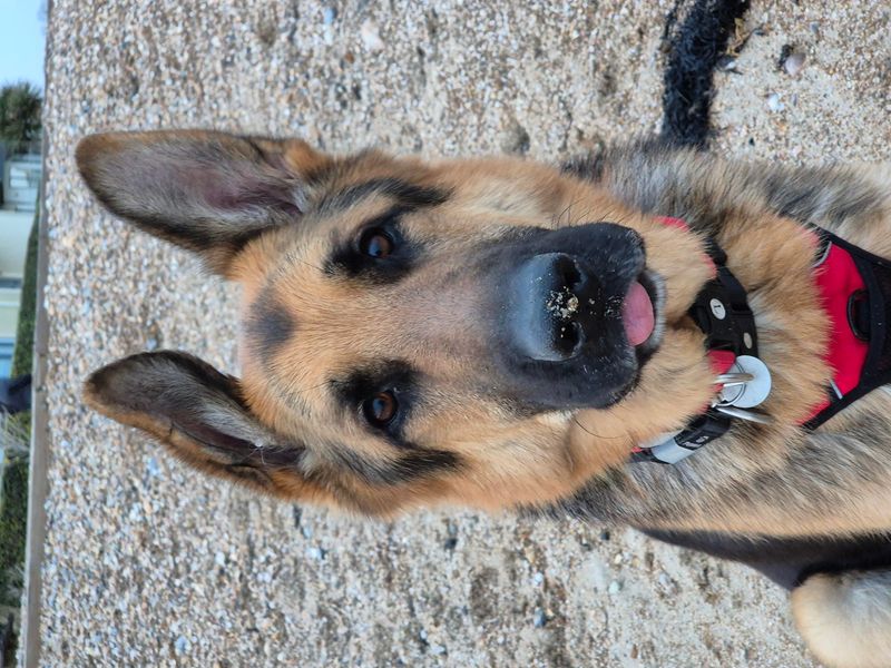 undefined | German Shepherd Dog | undefined - 2