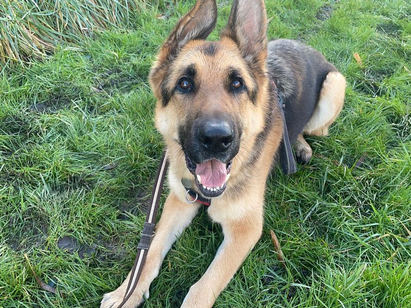 undefined | German Shepherd Dog | undefined - 4